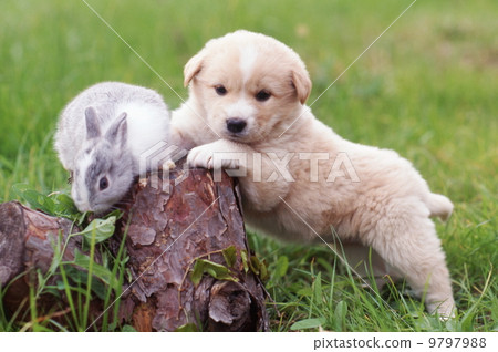 好朋友可愛的小狗和兔子 9797988