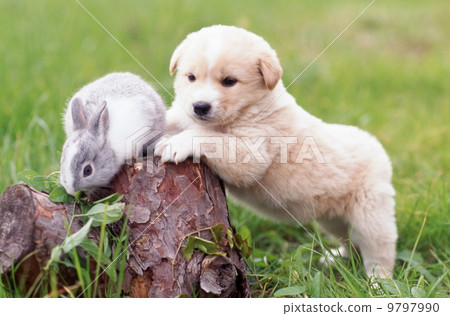 好朋友可愛的小狗和兔子 9797990