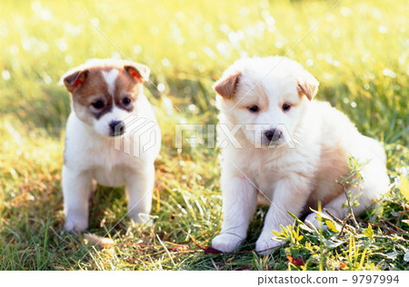 Cute little puppy 9797994