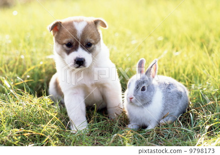 好朋友可愛的小狗和兔子 9798173