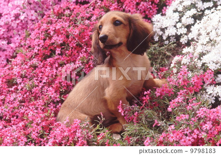 Shiba櫻桃樹和微型達克斯獵犬 9798183