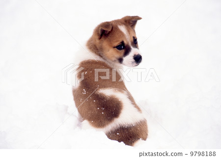 Cute little puppy in the snowy garden Cute little puppy in the snowy garden 9798188