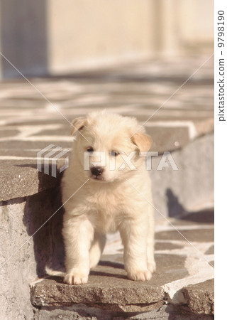 Cute little puppy Cute little puppy 9798190