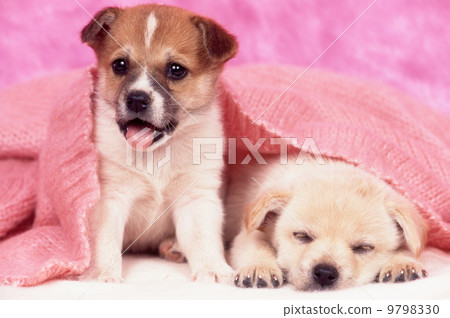 A good friend cute puppy A good friend cute puppy 9798330