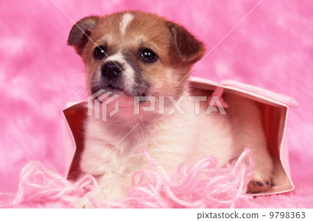 Cute little puppy Cute little puppy 9798363