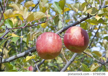 蘋果農民/蘋果果樹品種:富士 蘋果農民/蘋果果樹品種:富士 9798596