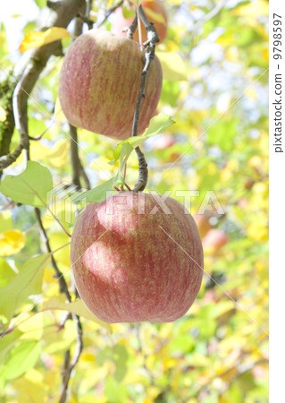 蘋果農民/蘋果果樹品種:富士 蘋果農民/蘋果果樹品種:富士 9798597