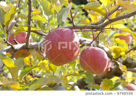 蘋果農民/蘋果果樹品種:富士 蘋果農民/蘋果果樹品種:富士 9798598