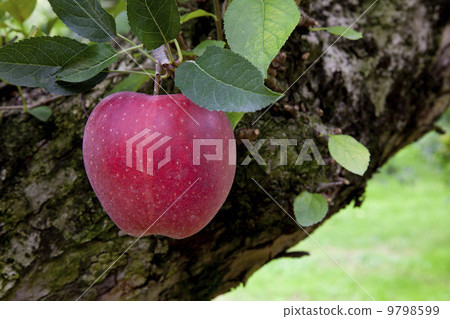 蘋果農民/蘋果果樹品種：星王 9798599