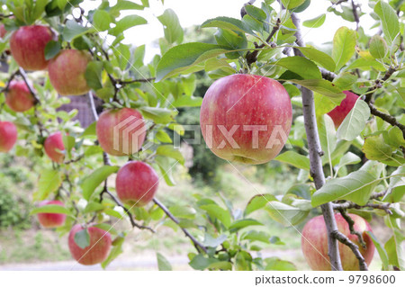 蘋果農民·蘋果果樹品種：陽光 9798600