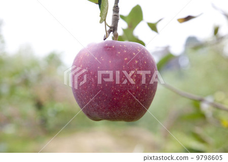 Apple farmer / apple fruit tree variety: Star King 9798605