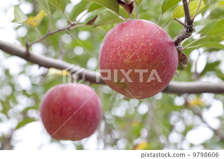 Apple farmer / apple fruit tree variety: Hirosaki Fuji Apple farmer / apple fruit tree variety: Hirosaki Fuji 9798606