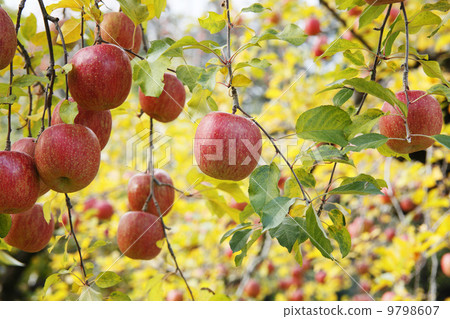 蘋果農民/蘋果果樹品種：富士 9798607