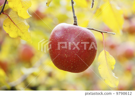 蘋果農民/蘋果果樹品種:富士 蘋果農民/蘋果果樹品種:富士 9798612