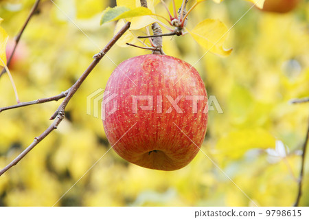 蘋果農民/蘋果果樹品種:富士 蘋果農民/蘋果果樹品種:富士 9798615