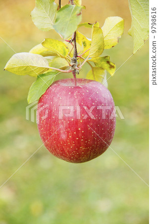 蘋果農民/蘋果果樹品種：富士 9798616