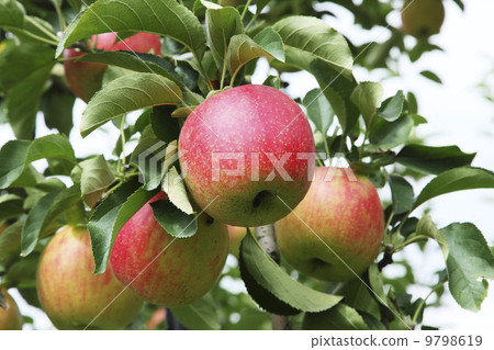 Apple farmer / apple fruit tree variety: Jonah gold 9798619