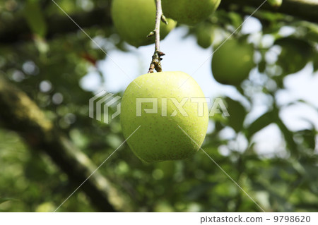 Apple farmer · apple fruit tree green apple variety: Wang Lin Apple farmer · apple fruit tree green apple variety: Wang Lin 9798620