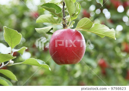 Apple farmer / apple fruit tree variety: Ruby Apple farmer / apple fruit tree variety: Ruby 9798623