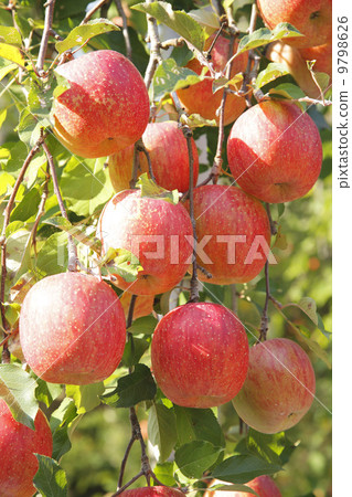 Apple farmer / apple fruit tree variety: Fuji Apple farmer / apple fruit tree variety: Fuji 9798626