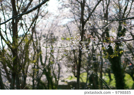 Sakura (branch) Sakura (branch) 9798885