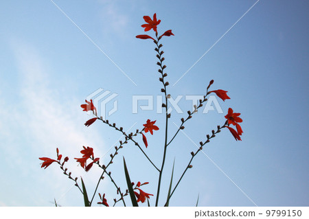 Blue sky and Montbretia Blue sky and Montbretia 9799150