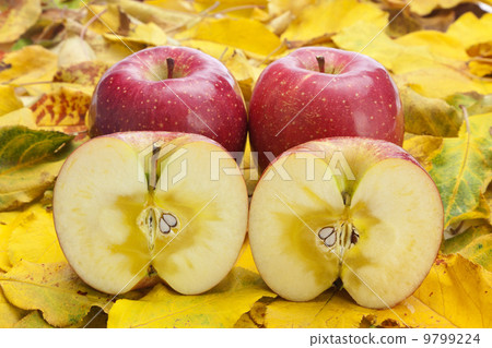 Apple and Sun Fuji 9799224