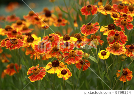 Helenium which gathers 9799354