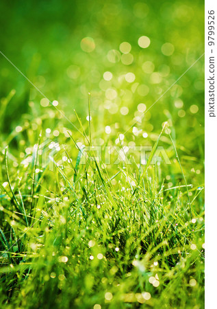 Drops of dew on the grass, lighted a morning light 9799526