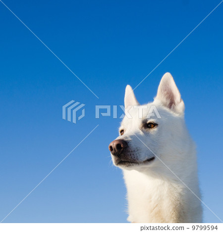 Portrait of a white dog 9799594