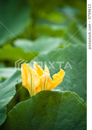 Yellow pumpkin flower among green leaves Yellow pumpkin flower among green leaves 9799613