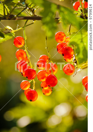 illuminated by sunlight redcurrant berries illuminated by sunlight redcurrant berries 9799614
