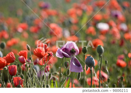 Poppy bloom Poppy bloom 9800211