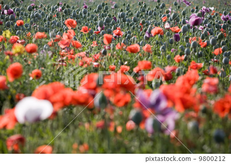 Poppy bloom Poppy bloom 9800212