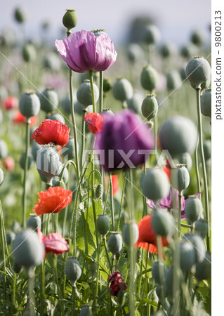 Poppy bloom 9800213