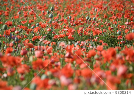 Poppy bloom Poppy bloom 9800214