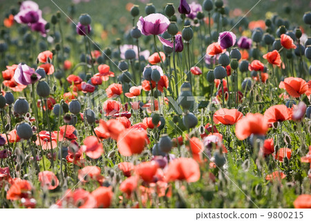 Poppy bloom Poppy bloom 9800215