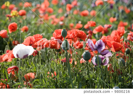 Poppy bloom Poppy bloom 9800216