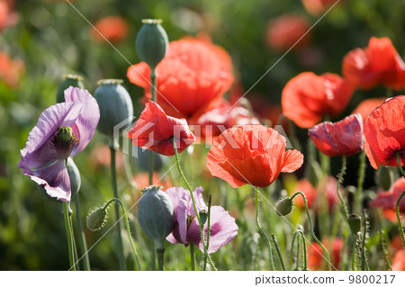 Poppy bloom Poppy bloom 9800217