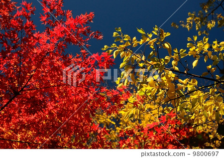 Colors Of Autumn 9800697