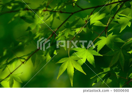 Natural Green Foliage Natural Green Foliage 9800698