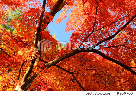 Colors Of Autumn Colors Of Autumn 9800700