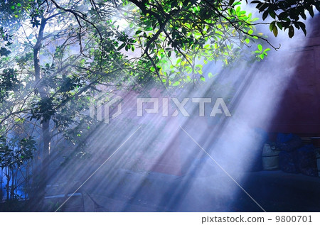 The morning mist 9800701