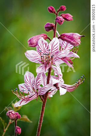 Beautiful flower 9800815