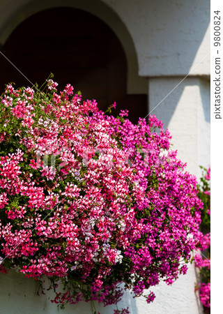 Geranium 9800824