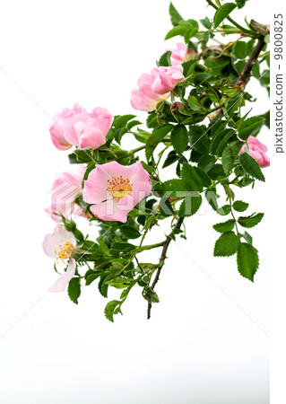 Dog rose 9800825