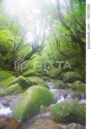 Shiratani雲水峽谷Mononoke no Mori 9801086