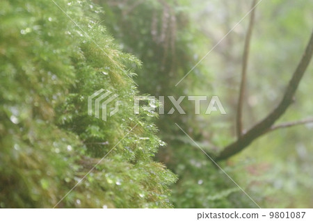 Shiratani雲水峽谷Mononoke no Mori 9801087