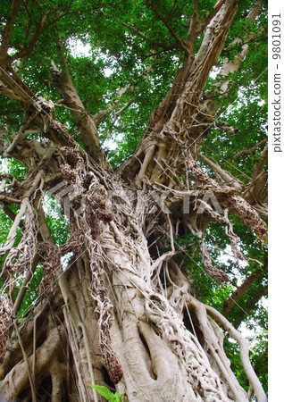 屋久島榕樹 9801091