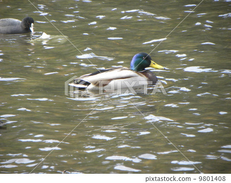 Migamo of a migratory bird with a beautiful green head color 9801408